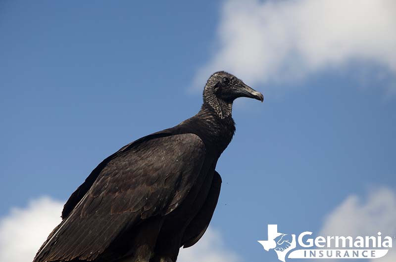 A black vulture in Texas
