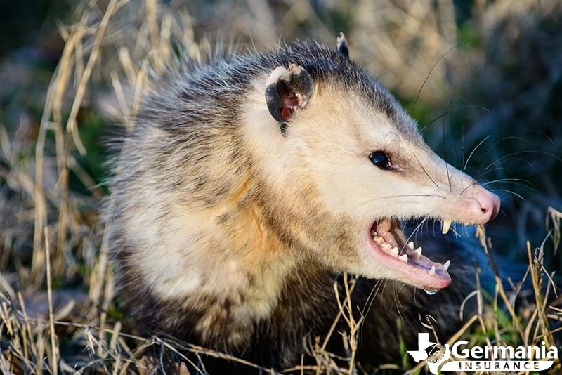 A opossum in Texas