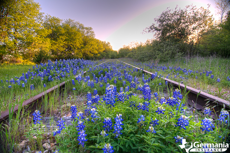 Photo of bluebonnets growing on a railroad in Texas